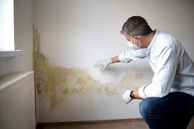 Trusted Layton, UT Mold Removal Services Experts